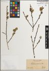 Foto von Salix muscina Dode ex Flod.
